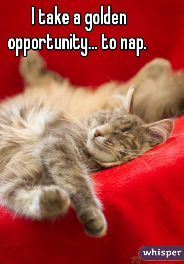 I take a golden opportunity... to nap.  