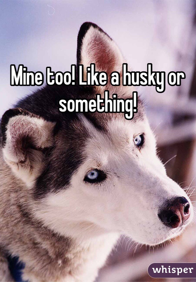 Mine too! Like a husky or something!