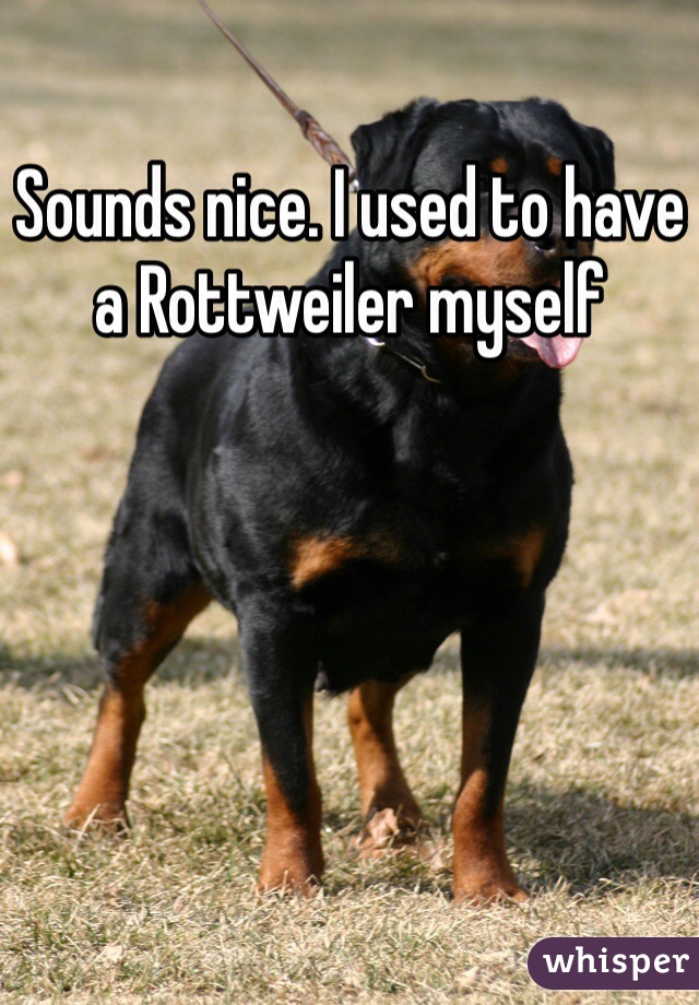 Sounds nice. I used to have a Rottweiler myself