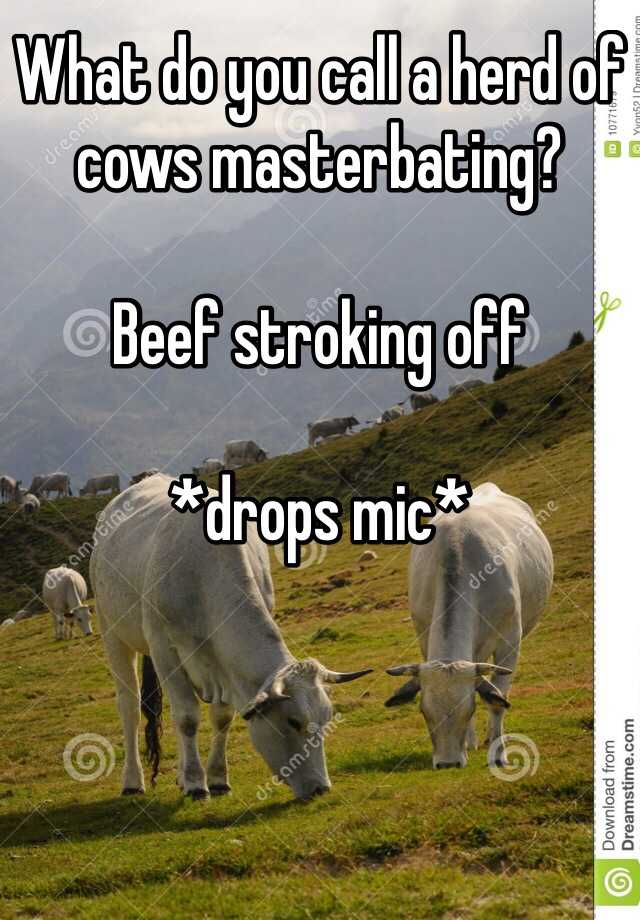 What Do You Call A Herd Of Cows Masterbating Beef Stroking Off Drops Mic