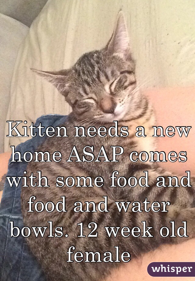 Kitten needs a new home ASAP comes with some food and food and water bowls. 12 week old female 