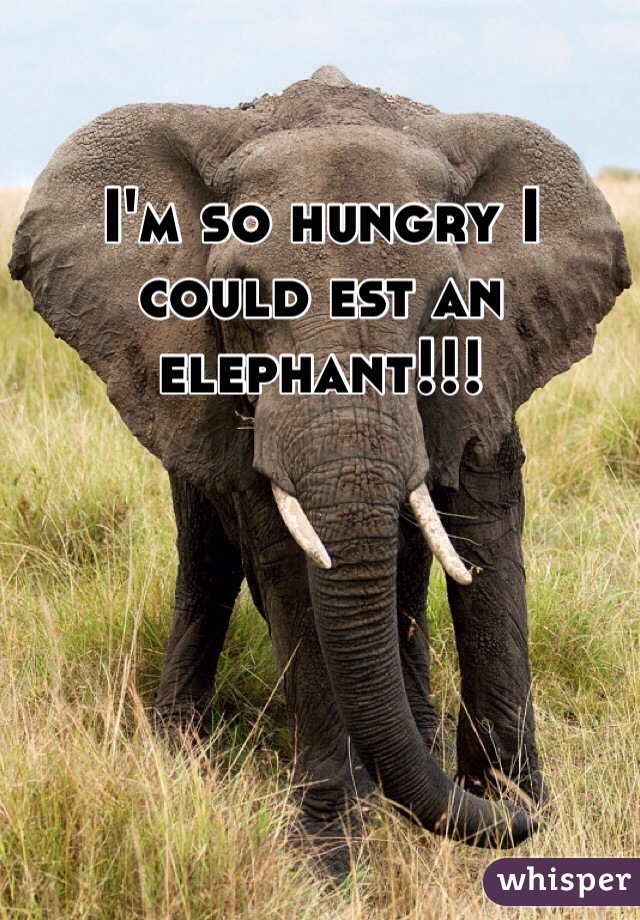 I'm so hungry I could est an elephant!!!