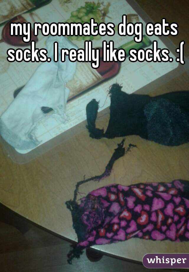 my roommates dog eats socks. I really like socks. :(