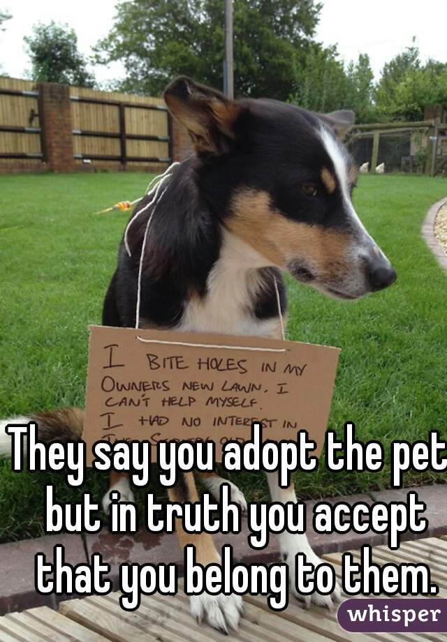 They say you adopt the pet, but in truth you accept that you belong to them.