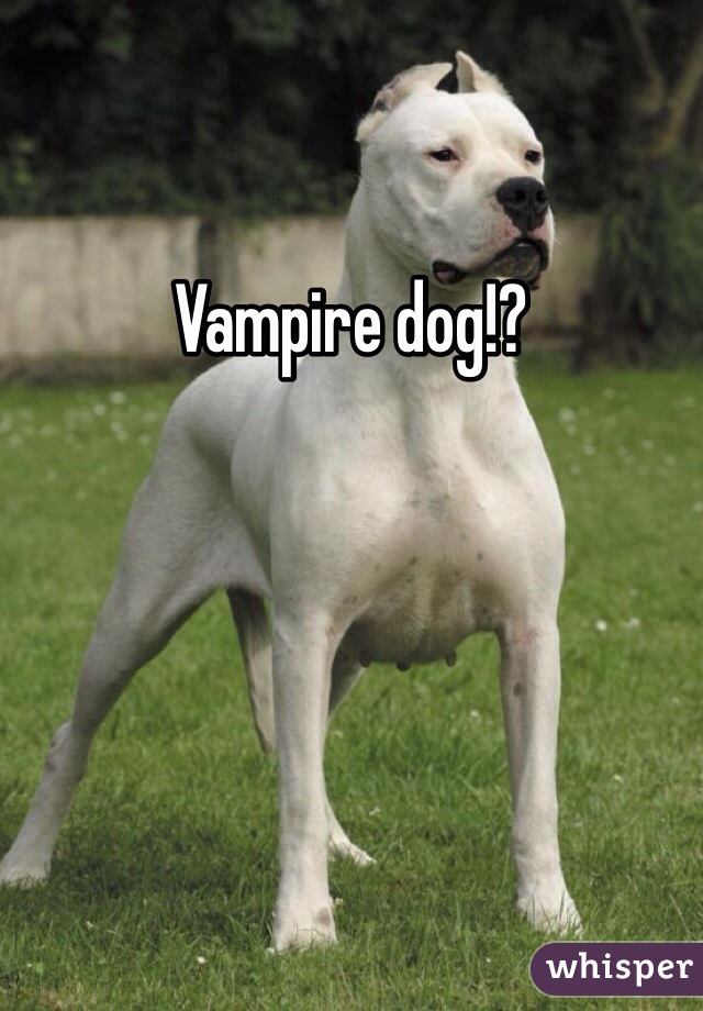 Vampire dog!?