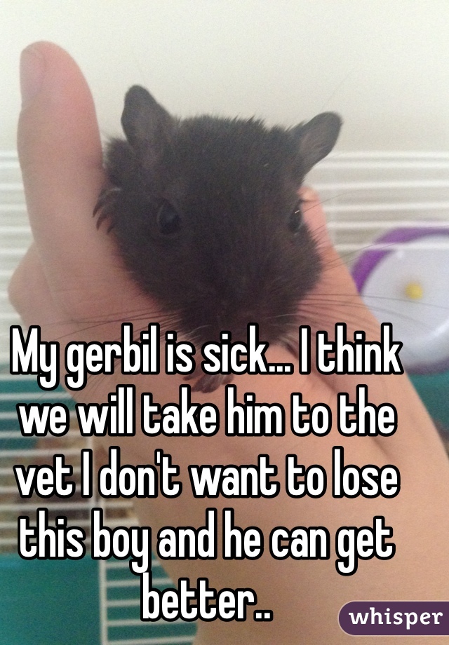 My gerbil is sick... I think we will take him to the vet I don't want to lose this boy and he can get better..