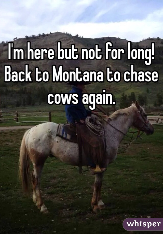 I'm here but not for long! Back to Montana to chase cows again. 