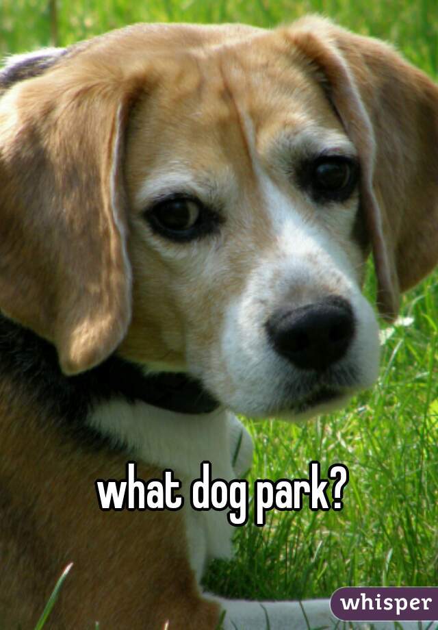what dog park?