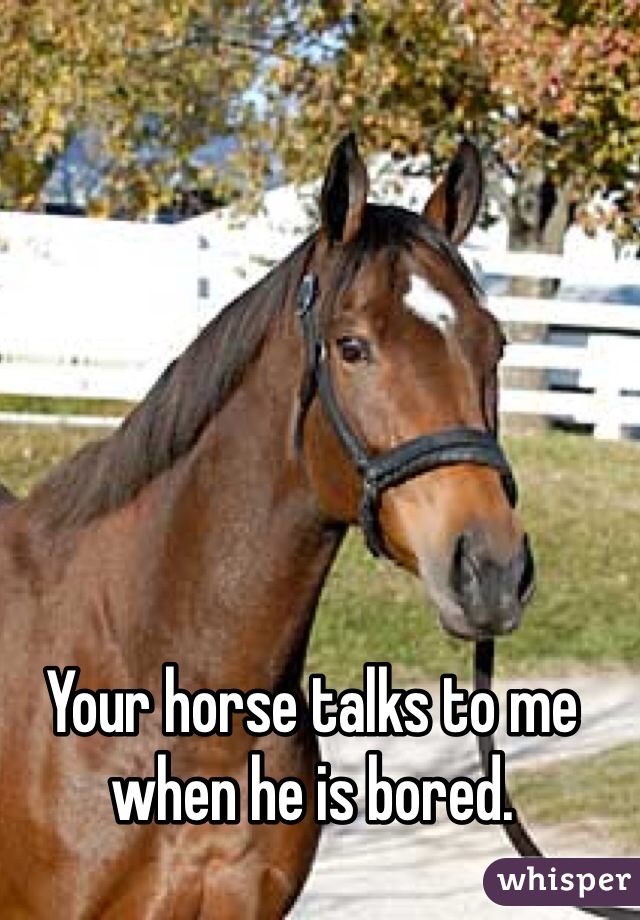 Your horse talks to me when he is bored.