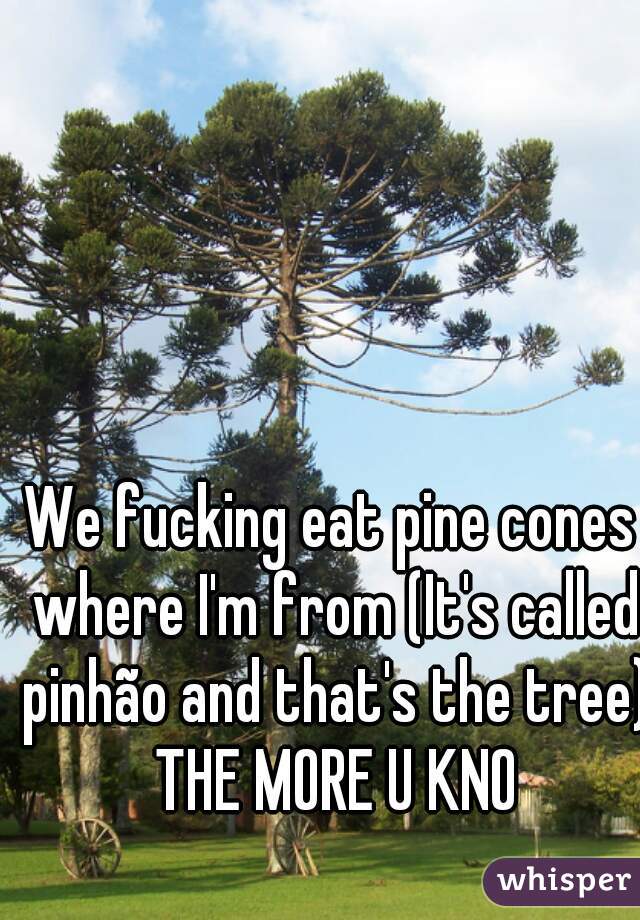 We fucking eat pine cones where I'm from (It's called pinhão and that's the tree).



 THE MORE U KNO
