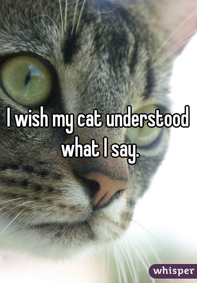 I wish my cat understood what I say.
