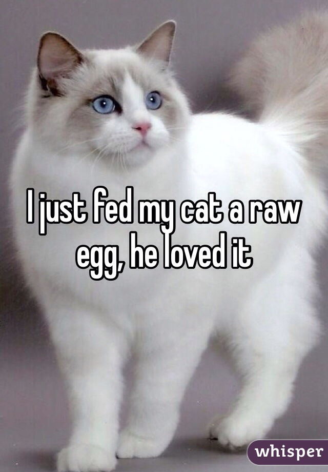 I just fed my cat a raw egg, he loved it 