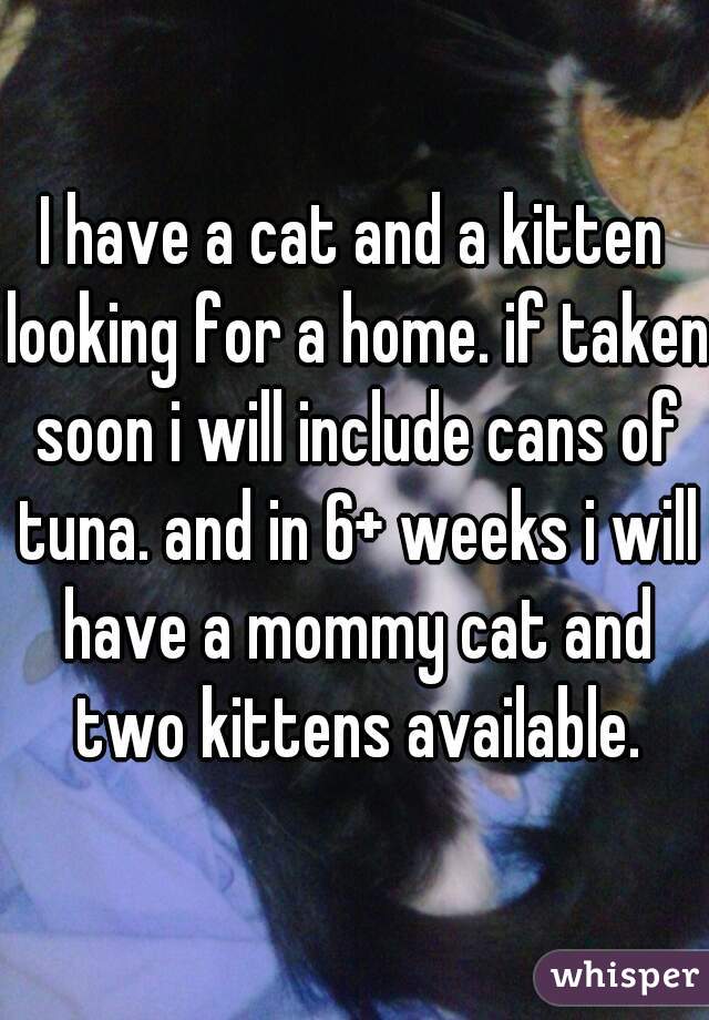 I have a cat and a kitten looking for a home. if taken soon i will include cans of tuna. and in 6+ weeks i will have a mommy cat and two kittens available.