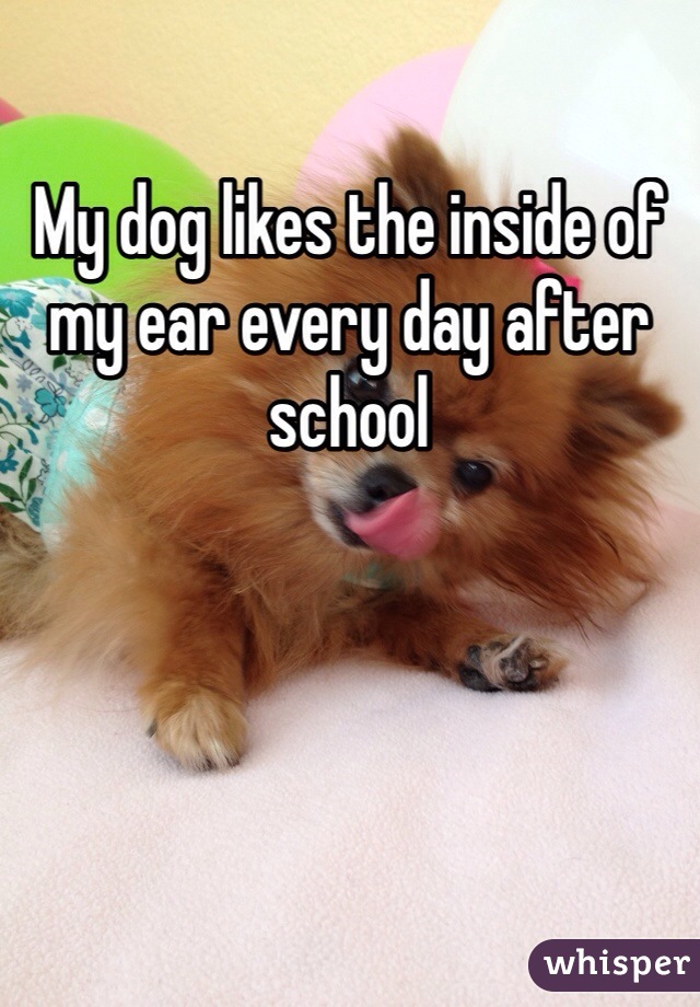 My dog likes the inside of my ear every day after school