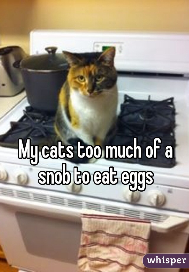 My cats too much of a snob to eat eggs