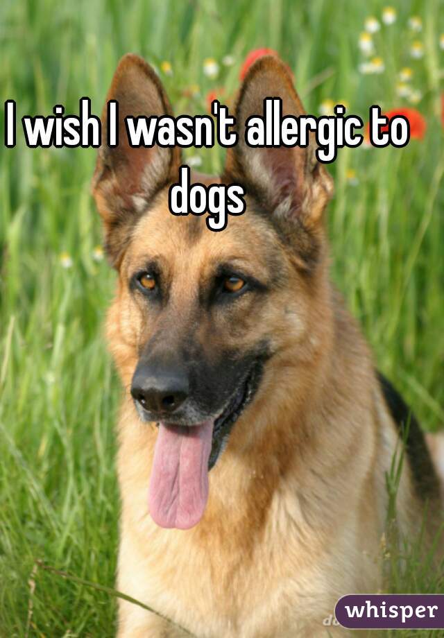 I wish I wasn't allergic to dogs 