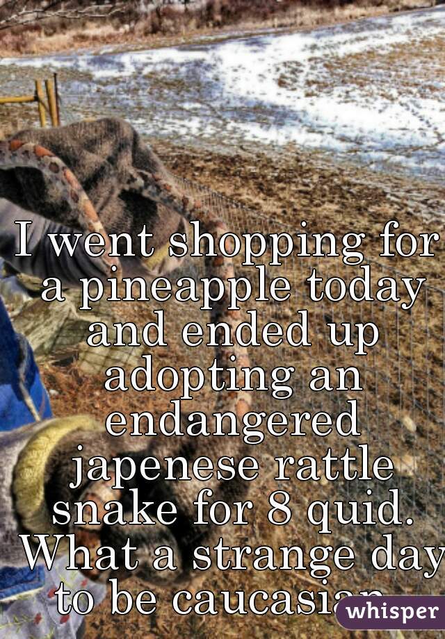 I went shopping for a pineapple today and ended up adopting an endangered japenese rattle snake for 8 quid. What a strange day to be caucasian. 