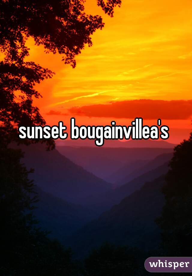 sunset bougainvillea's 