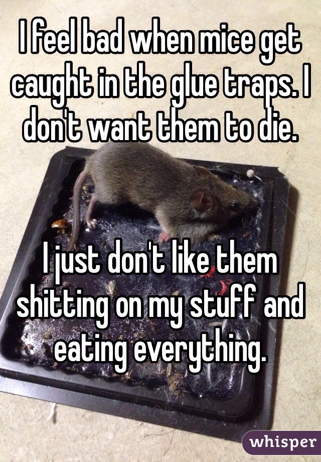 I feel bad when mice get caught in the glue traps. I don't want them to die. 


I just don't like them shitting on my stuff and eating everything.  
