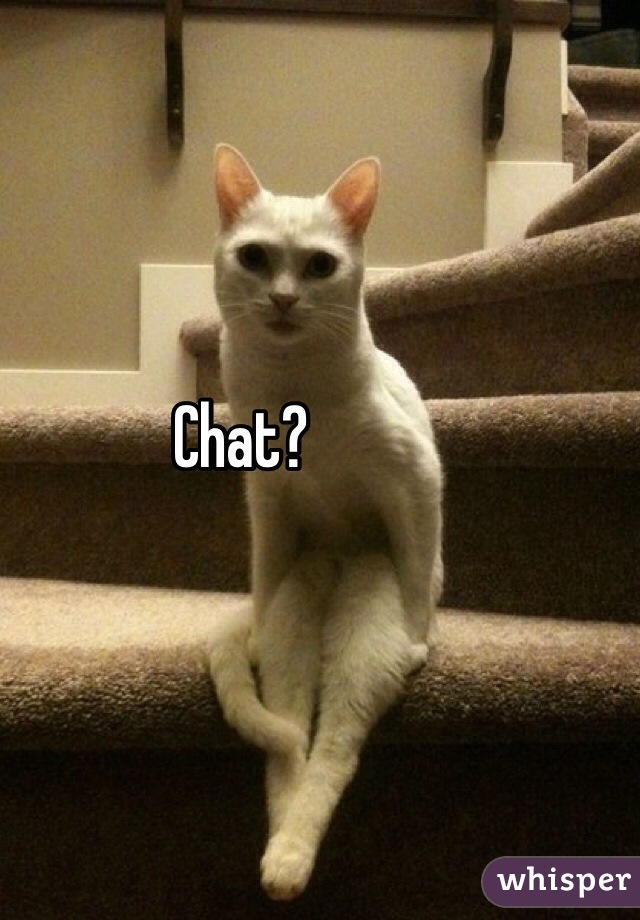 Chat?