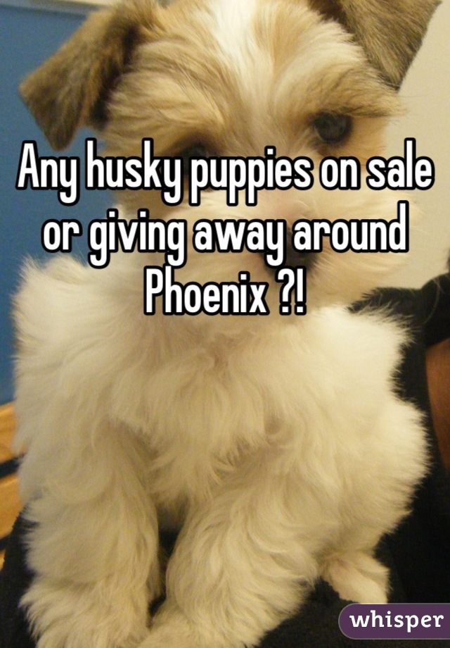 Any husky puppies on sale or giving away around Phoenix ?!