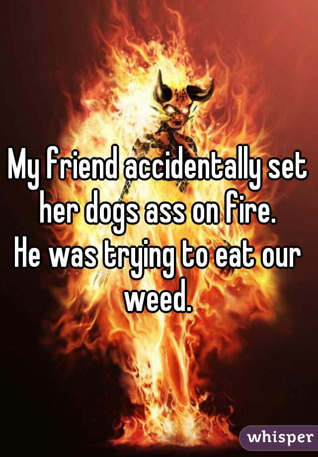 My friend accidentally set her dogs ass on fire. 

He was trying to eat our weed. 