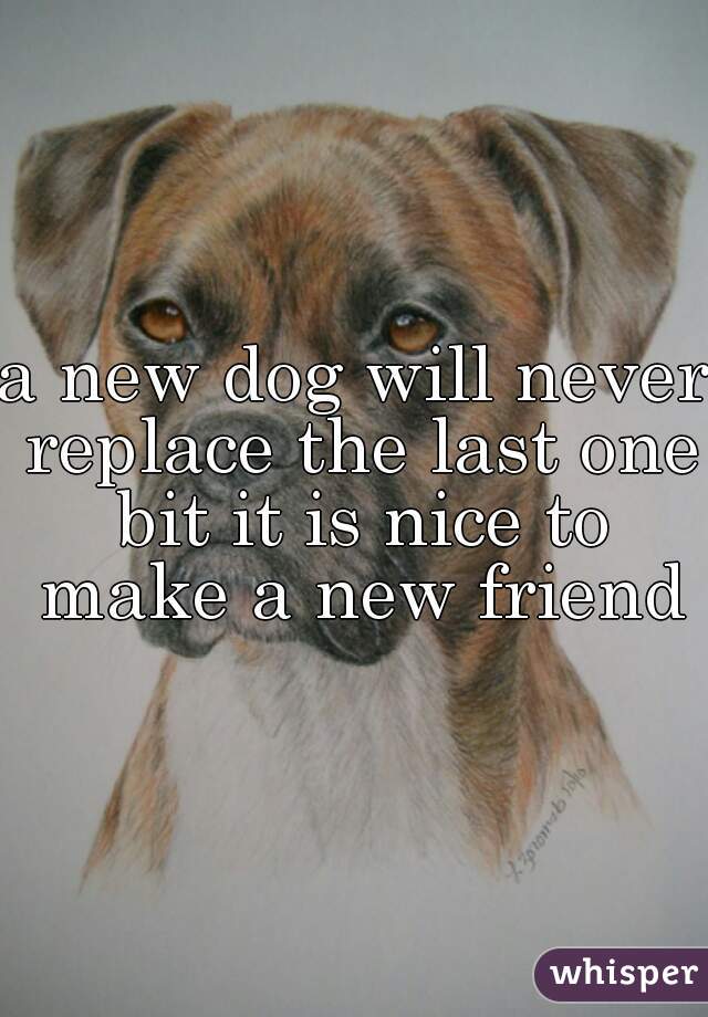 a new dog will never replace the last one bit it is nice to make a new friend