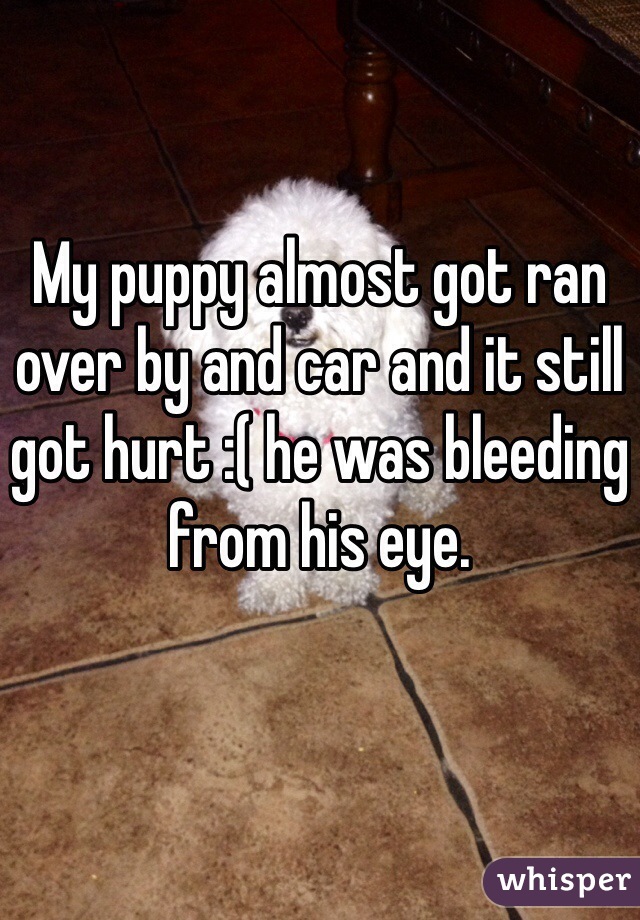 My puppy almost got ran over by and car and it still got hurt :( he was bleeding from his eye.