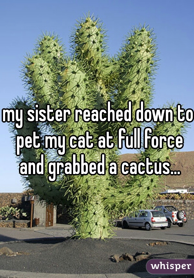 my sister reached down to pet my cat at full force and grabbed a cactus...