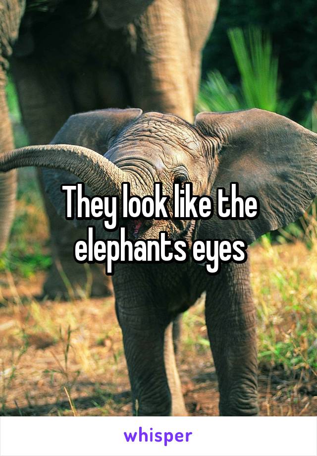 They look like the elephants eyes