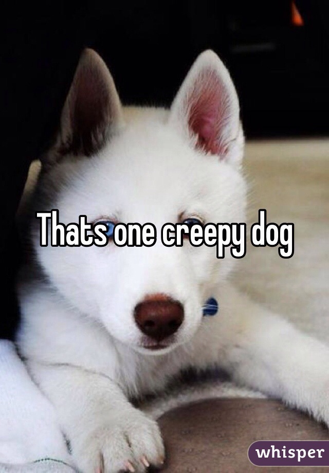 Thats one creepy dog
