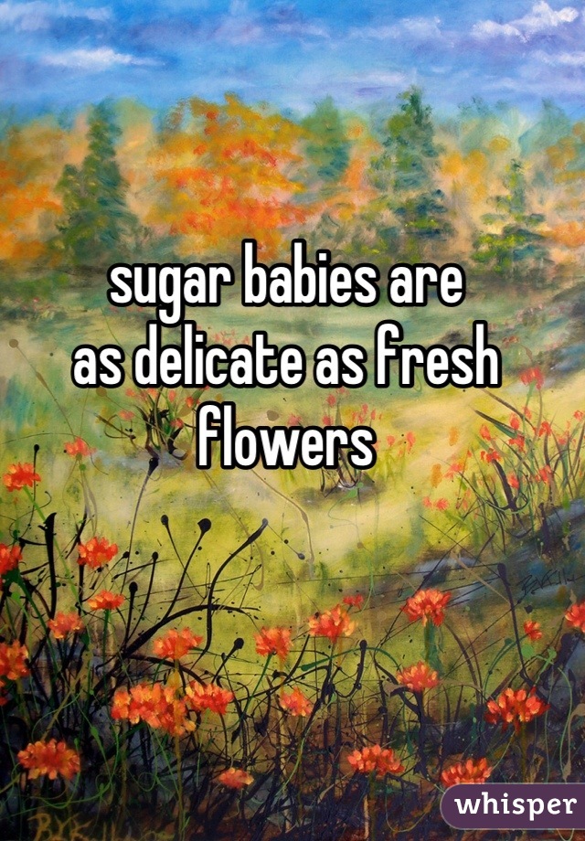 sugar babies are
as delicate as fresh flowers