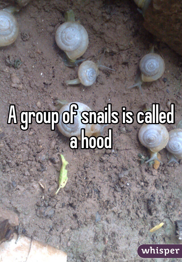 A group of snails is called a hood