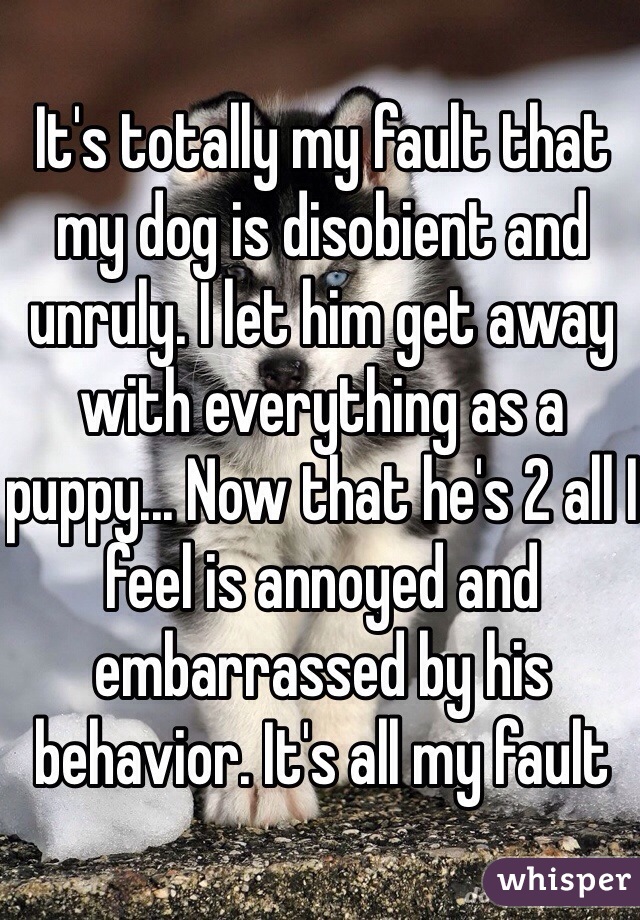 It's totally my fault that my dog is disobient and unruly. I let him get away with everything as a puppy... Now that he's 2 all I feel is annoyed and embarrassed by his behavior. It's all my fault 