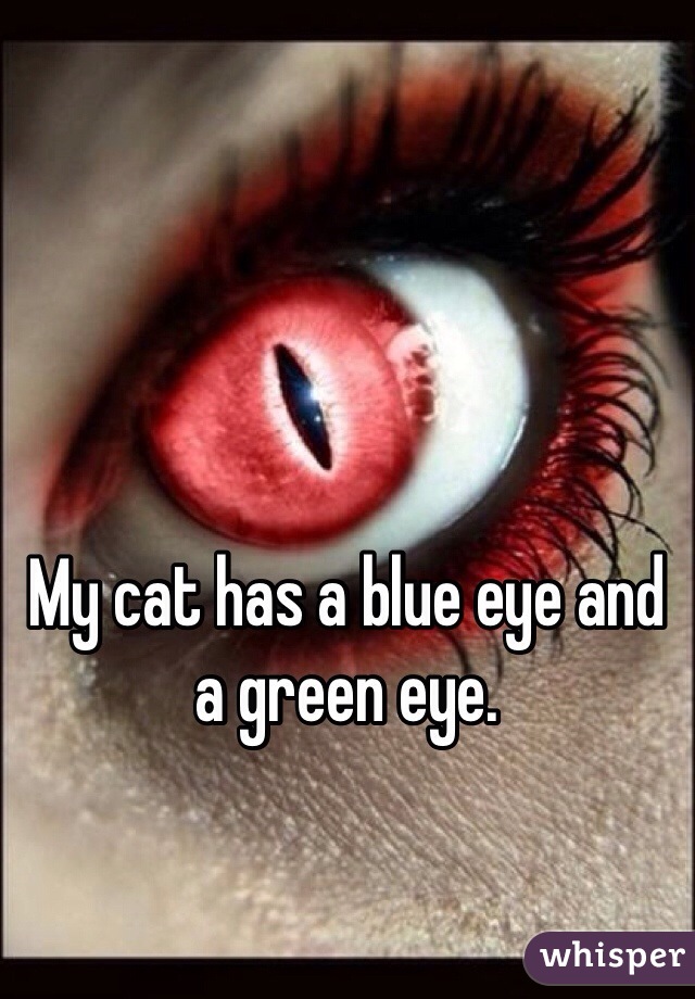 My cat has a blue eye and a green eye.