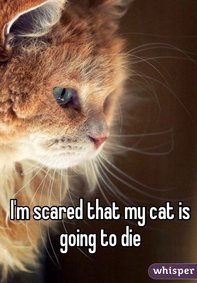 I'm scared that my cat is going to die