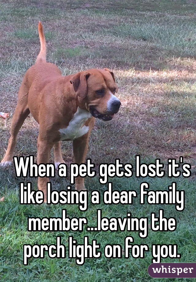 When a pet gets lost it's like losing a dear family member...leaving the porch light on for you. 