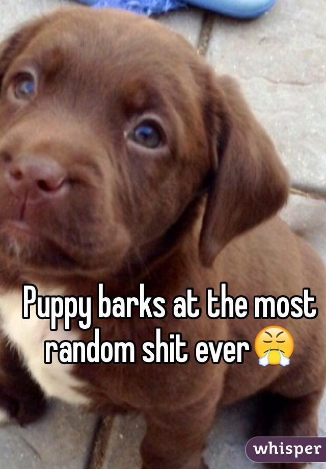 Puppy barks at the most random shit ever😤