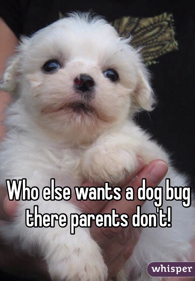 Who else wants a dog bug there parents don't!