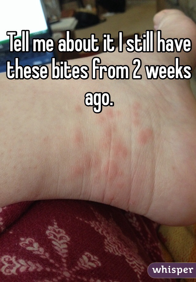 Tell me about it I still have these bites from 2 weeks ago. 
