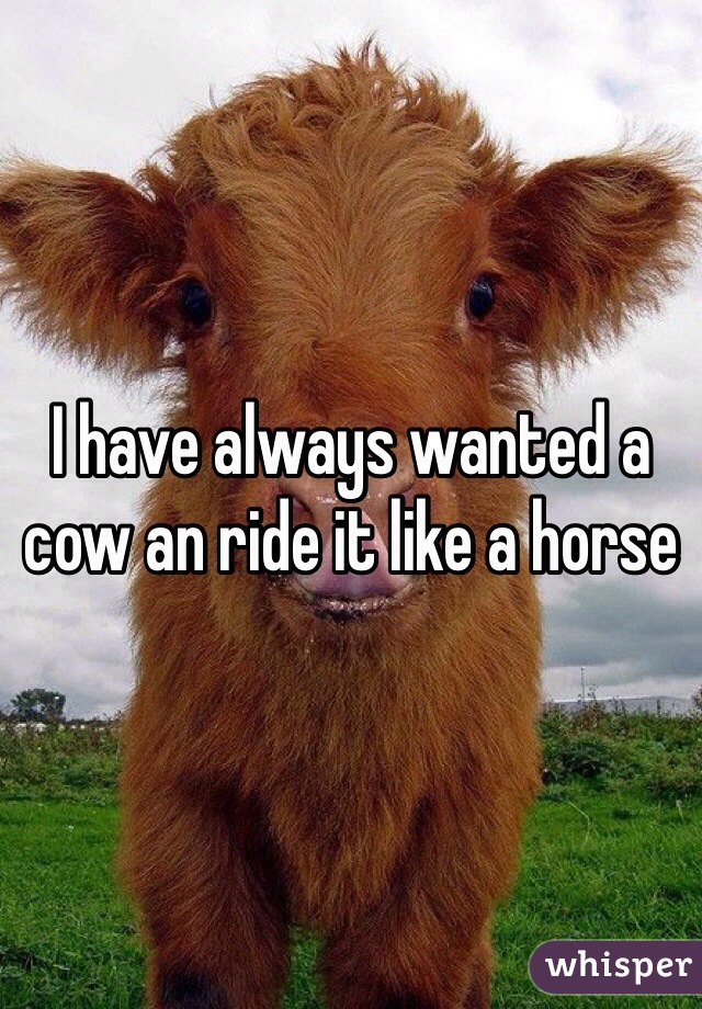 I have always wanted a cow an ride it like a horse 