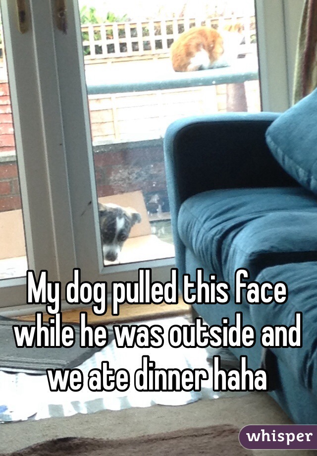 My dog pulled this face while he was outside and we ate dinner haha