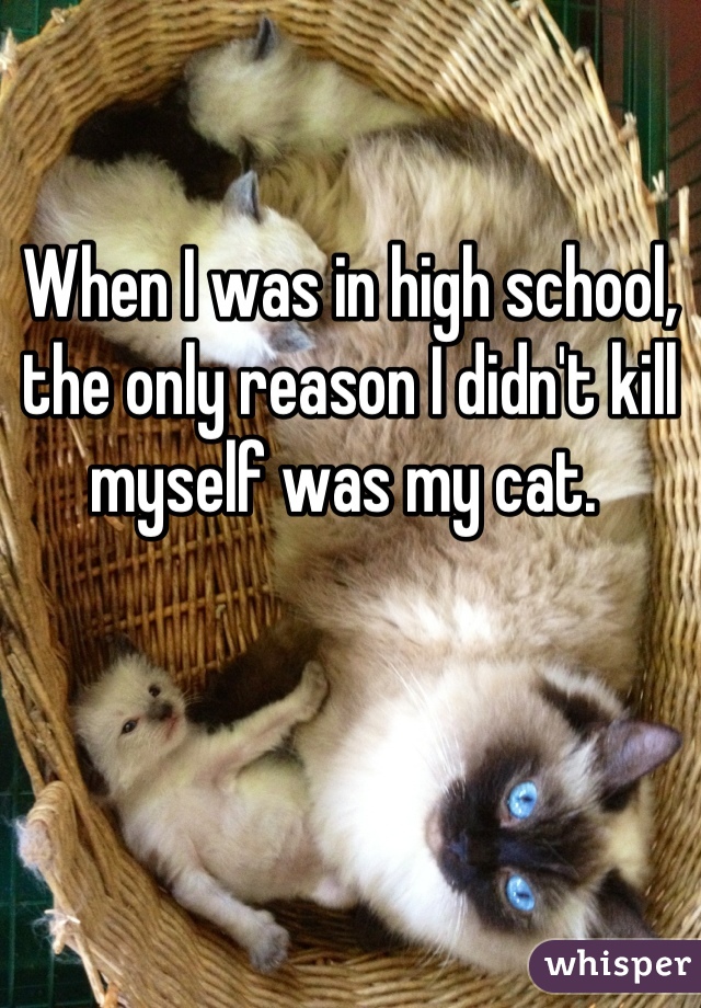 When I was in high school, the only reason I didn't kill myself was my cat. 