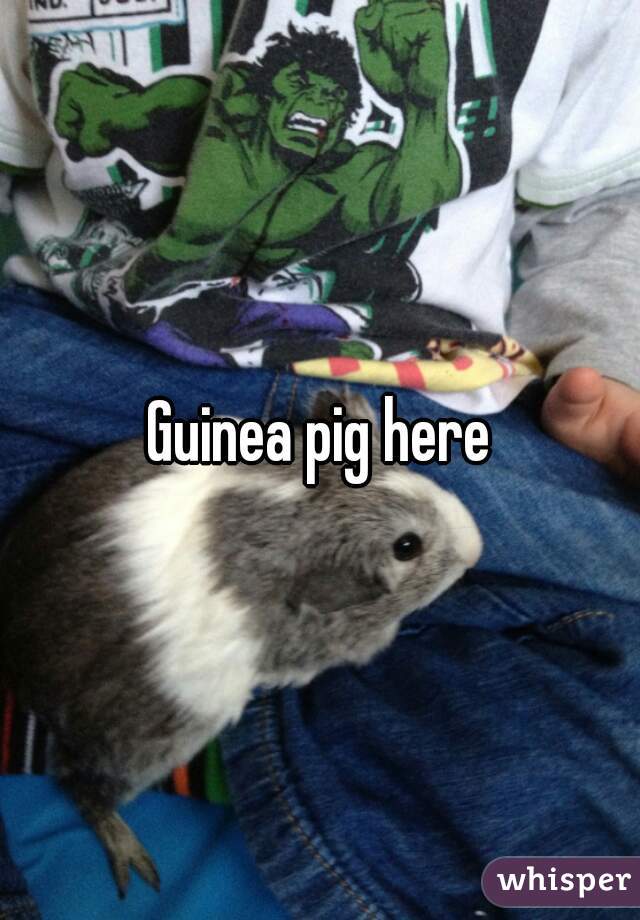 Guinea pig here
