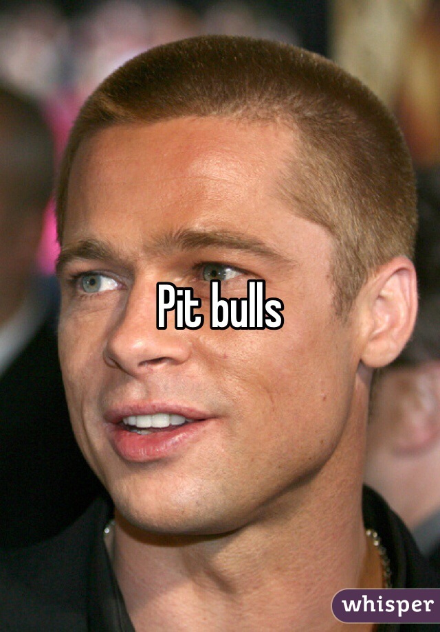 Pit bulls 