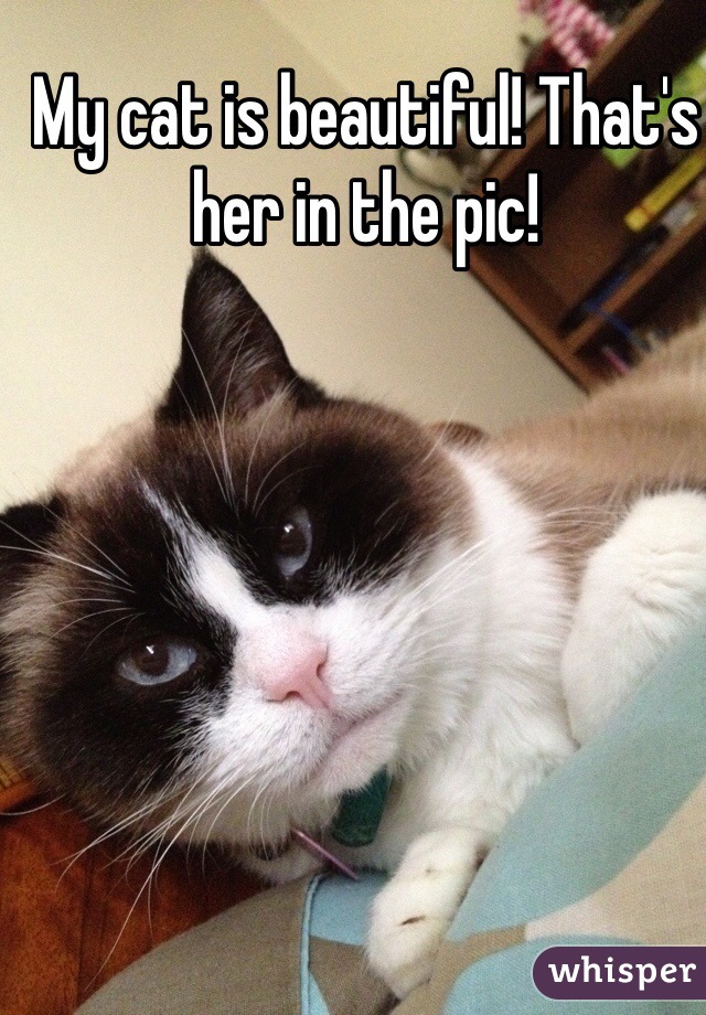 My cat is beautiful! That's her in the pic!