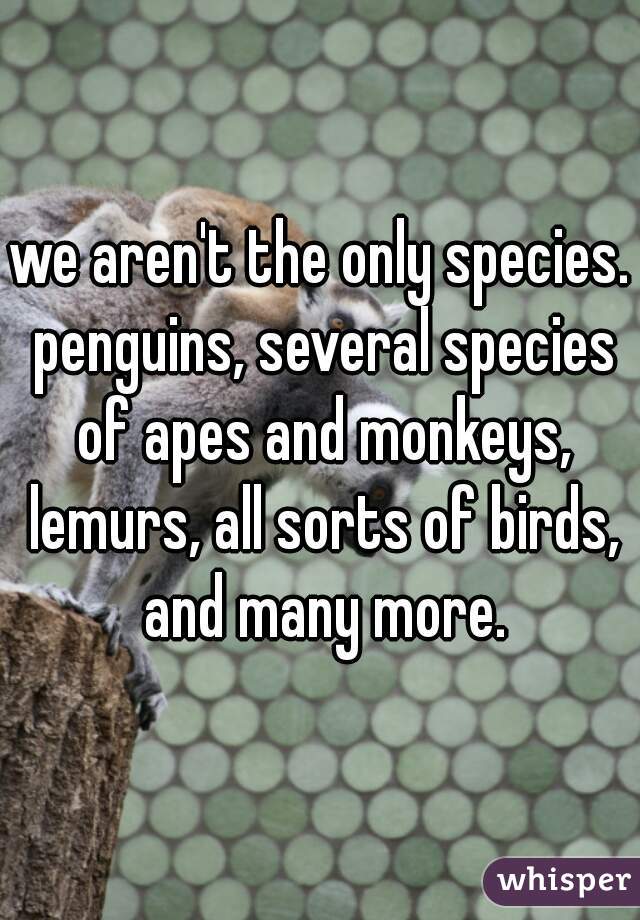 we aren't the only species. penguins, several species of apes and monkeys, lemurs, all sorts of birds, and many more.