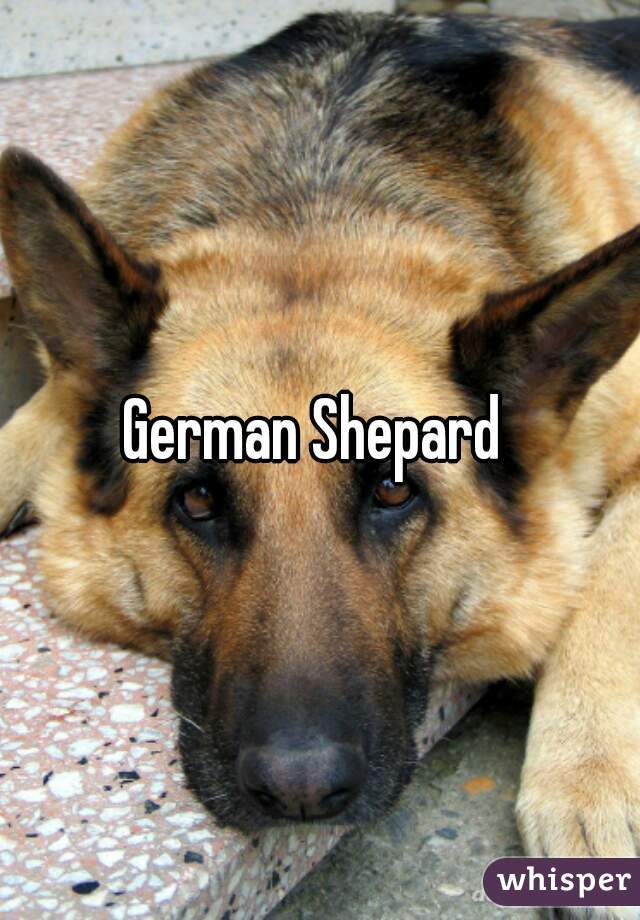 German Shepard 