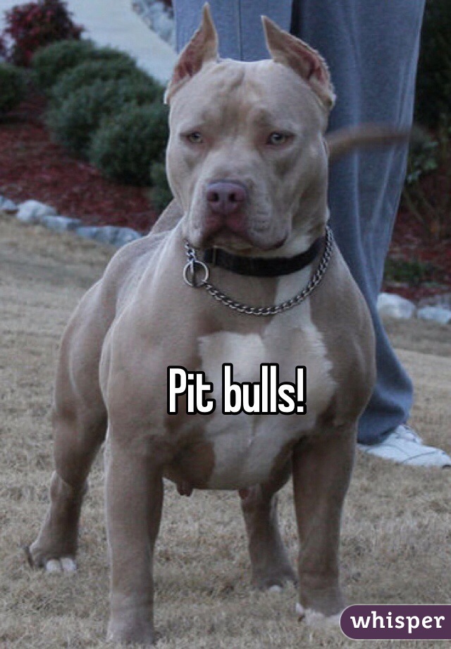 Pit bulls!