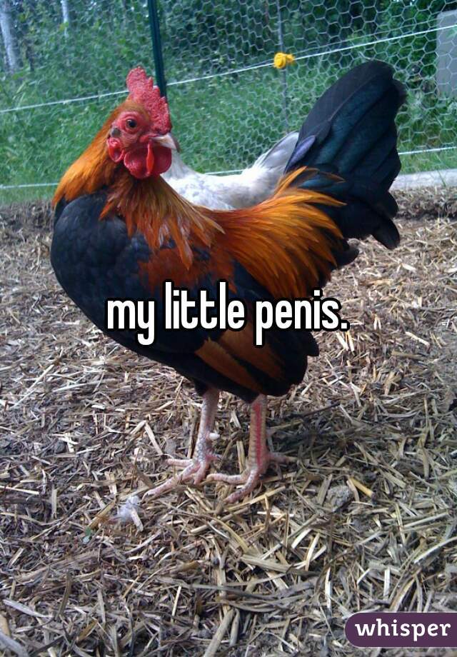 my little penis.